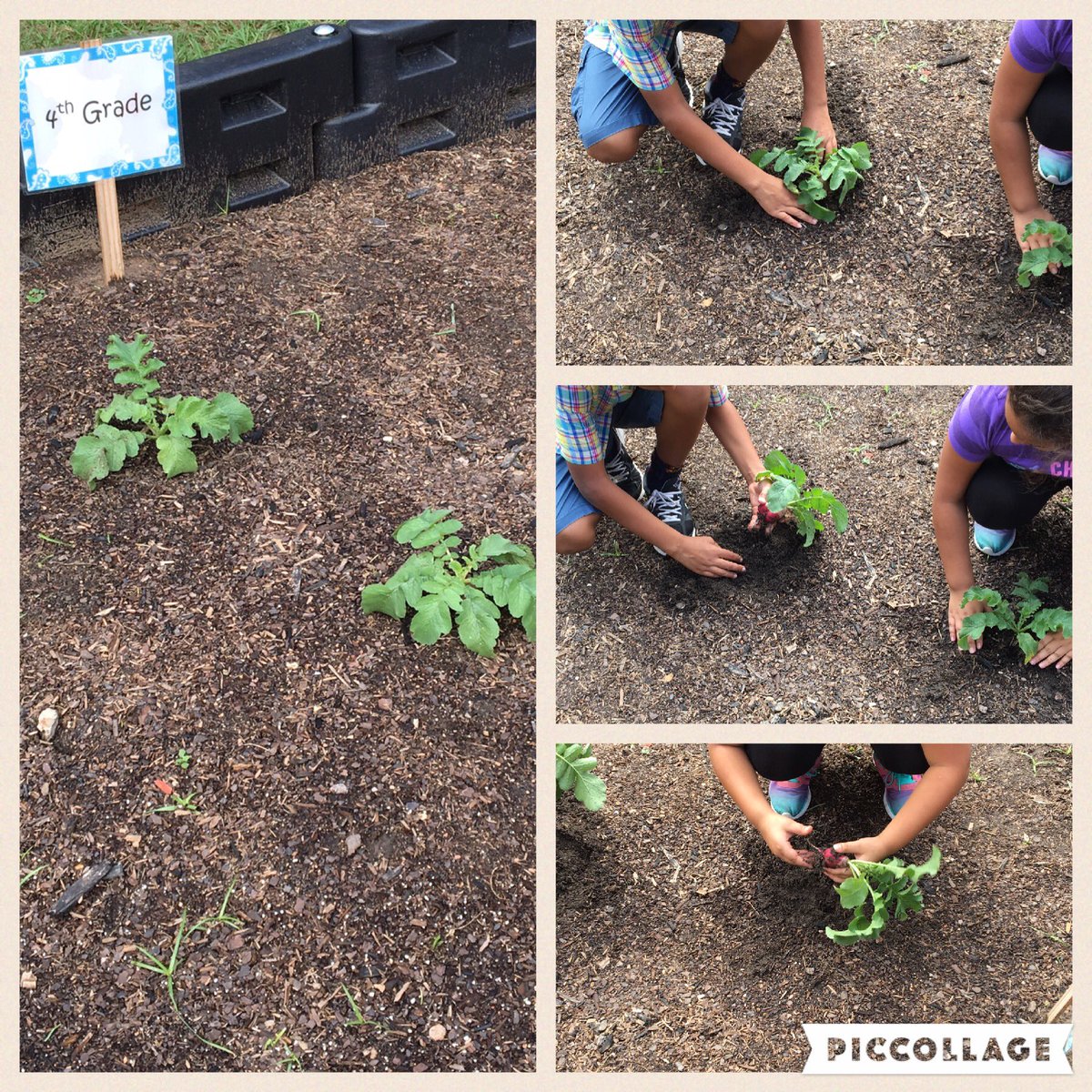 ShemellarD's tweet photo. Harvesting radishes in the campus garden! @WMEWildcats #wmexcellence https://t.co/a84i6ama1Q