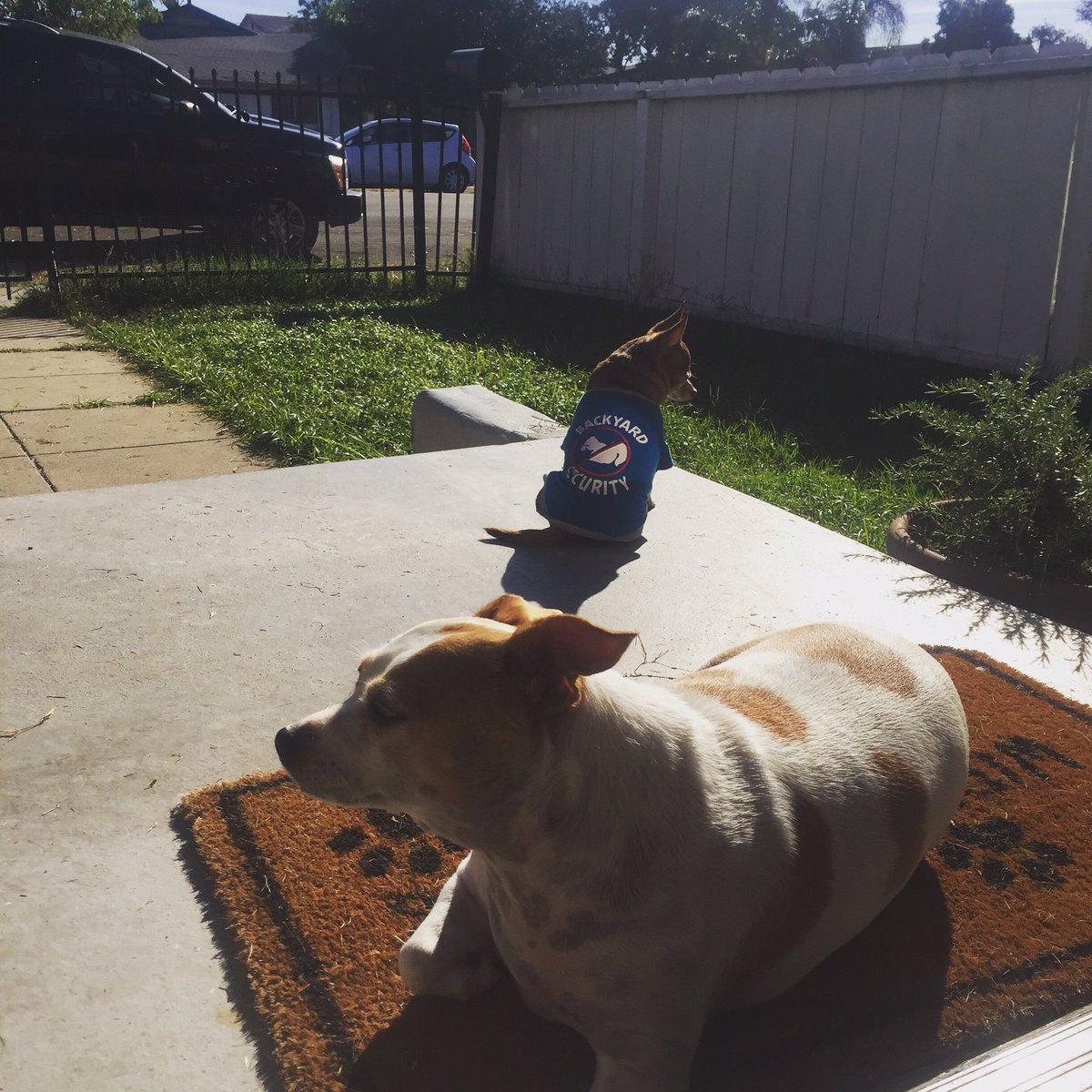 AsianEllen's tweet photo. My babies protecting me! #dogsoftwitter #EduardoTheTeacup #tubbylumpkins #Gerti #adoptdontshop #mybabies https://t.co/aFKKy2nyzs