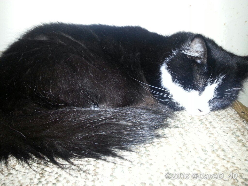 DaveD_40's tweet photo. Nina says "Goodnight Twitterfriends! Hope everyone had a great start to the new week! Have a purrrfect #kittyloafmonday evening!"
💤🐾���🐾💤 https://t.co/KMyxsgyadZ