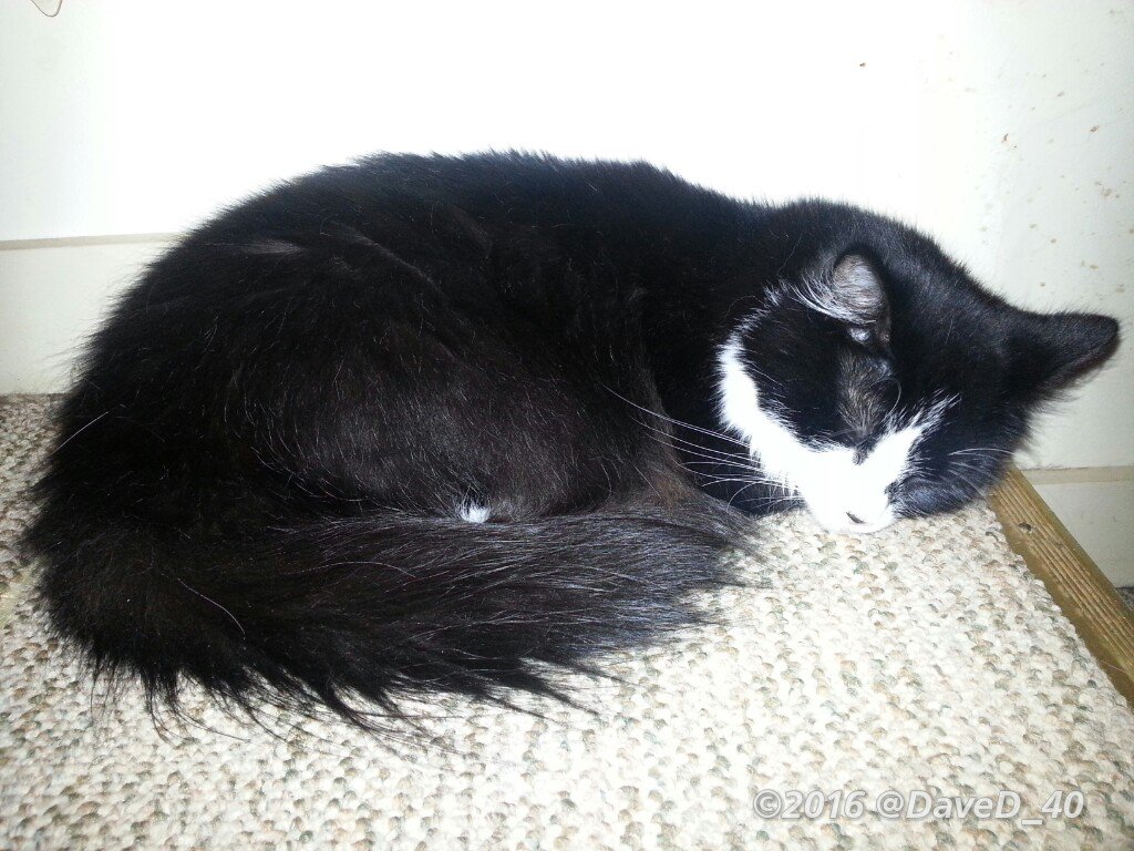 DaveD_40's tweet photo. Nina says "Goodnight Twitterfriends! Hope everyone had a great start to the new week! Have a purrrfect #kittyloafmonday evening!"
💤🐾���🐾💤 https://t.co/KMyxsgyadZ