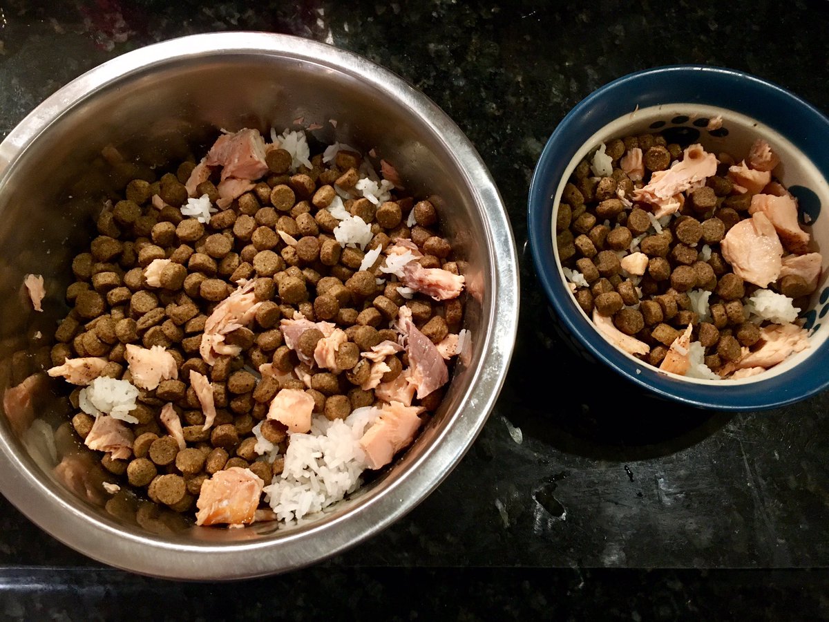 gr8dvm's tweet photo. Ppl ask what I feed my dogs- Ppl food of course! It's all about the SAFETY &amp; QUANTITY #askyourvet #salmon&amp;rice #avoidobesity #dogsoftwitter https://t.co/CubXim08Iy