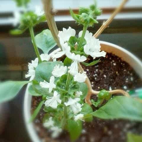 99rajz's tweet photo. Basil #OrganicBotanicalGarden panen! https://t.co/BwWb2U3ztV