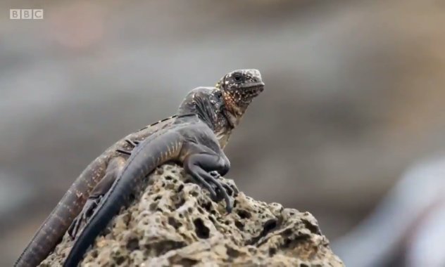 Real923LA's tweet photo. This Iguana vs Snake Gang video is a MUST WATCH: https://t.co/wEKhc1WOGe #RealAfterParty https://t.co/7Rnl741VR0