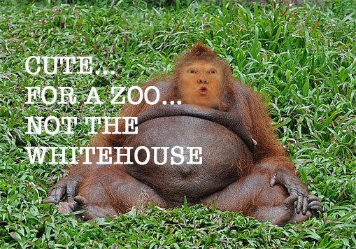 notactivetweet's tweet photo. #Trump2016 #HillaryClinton #HillaryForPresident2016 #imwithher2016 #liar #wizardofoz #TrumpPence16 #NeverTrump #CrookedHillary #DonaldTrump https://t.co/gmVFrq588r