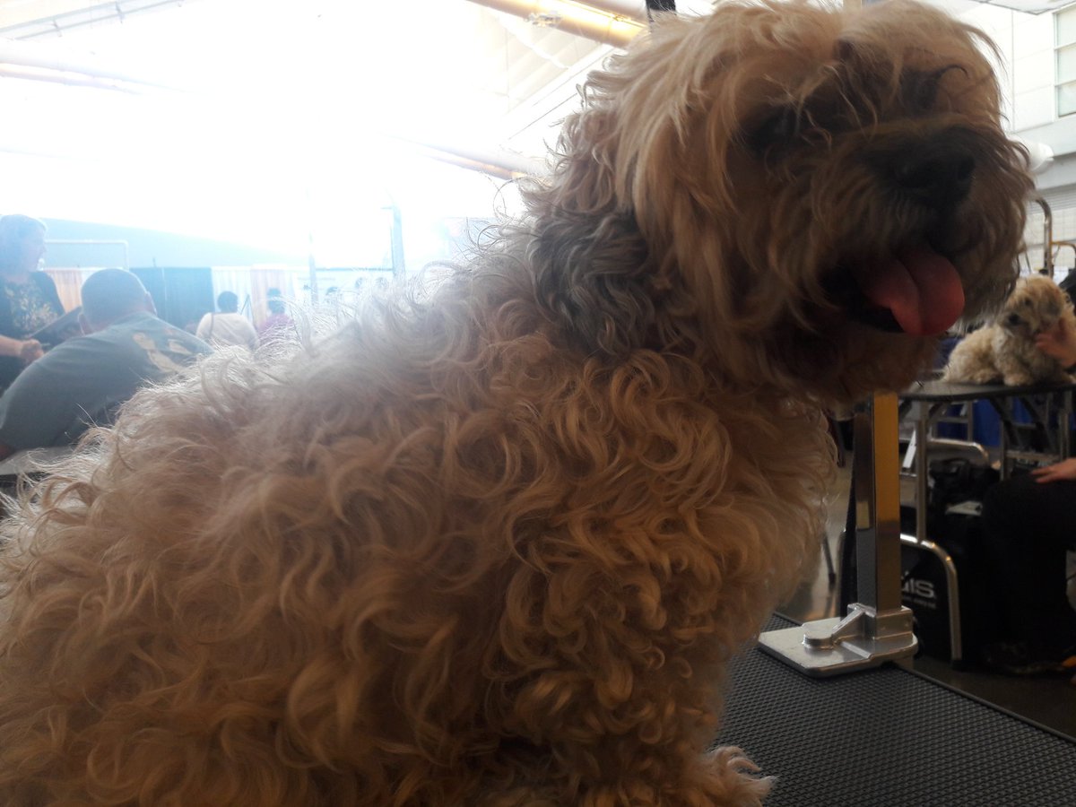 janice524's tweet photo. #eastpetm 3rd place in rescue competition at Pittsburgh pet expo. Before during and finished groom https://t.co/xxpaahHy8R