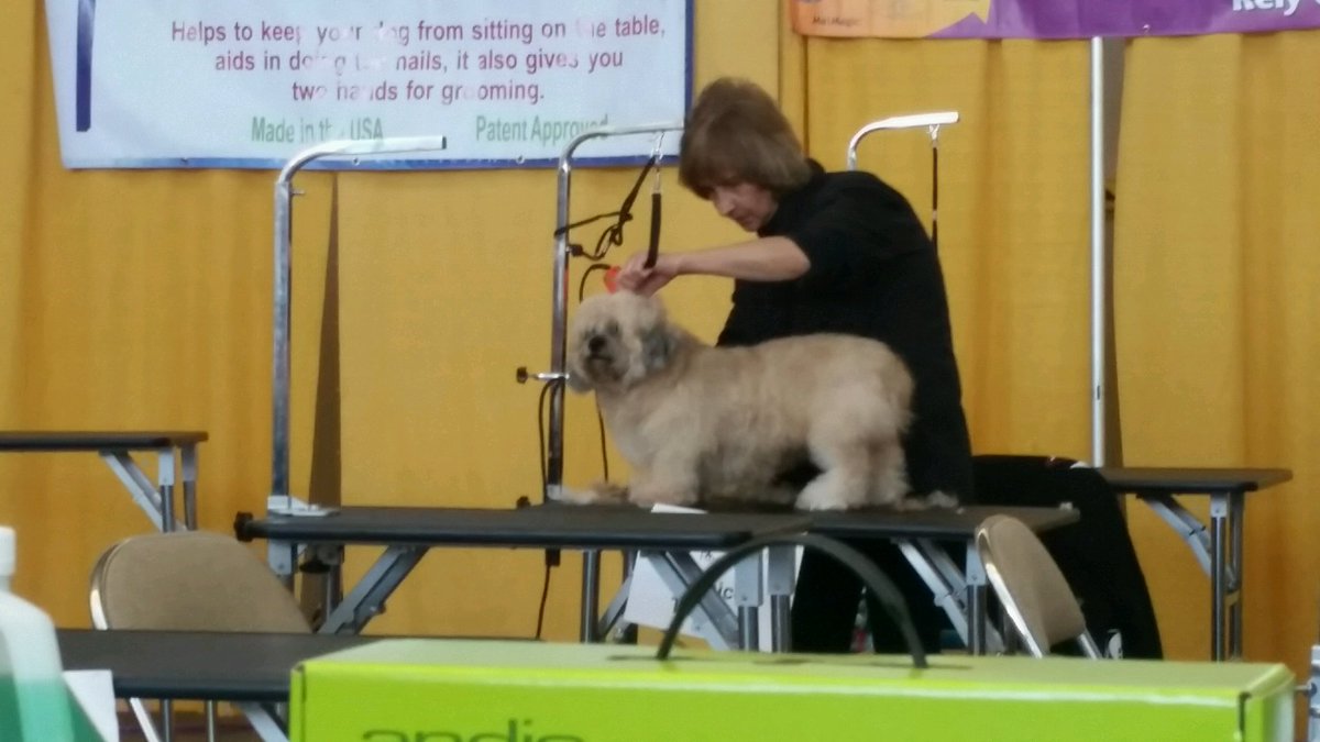 janice524's tweet photo. #eastpetm 3rd place in rescue competition at Pittsburgh pet expo. Before during and finished groom https://t.co/xxpaahHy8R