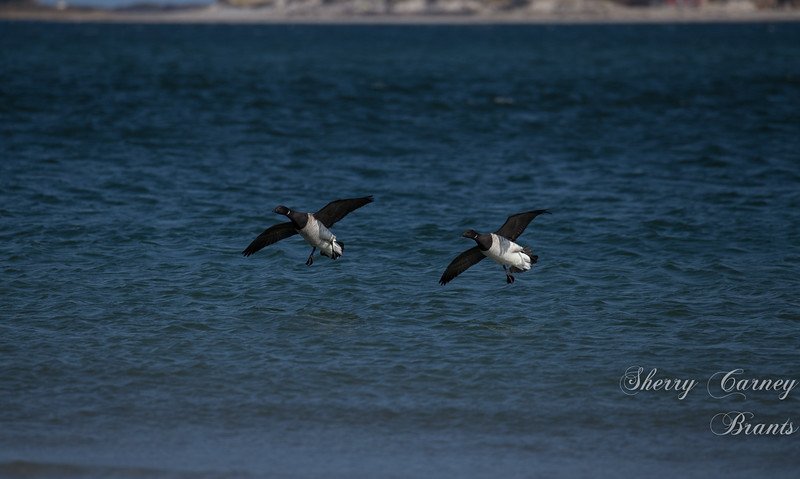 GoldenrodFn's tweet photo. Birding trip on Long Beach yielding many delights! Photos and list here; https://t.co/ySV9MJMoB0 https://t.co/aFfsjCldoi