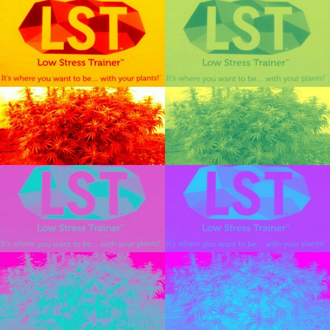 LowTrainer's tweet photo. GROW BIGGER YIELDING MARIJUANA PLANTS with LOW STRESS TRAINER ® https://t.co/pN4YcIewjR #LST #Grow420Guide #LSTtops #LowStressTrainer # https://t.co/pB3dPRFnNw