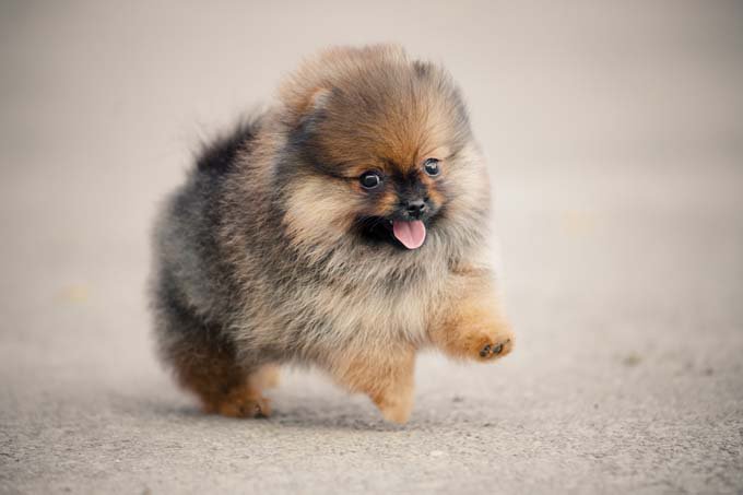 PlasmaGuard21_8's tweet photo. And now a cute puppy, brought to you as a reminder to vote cell membrane https://t.co/UFlJaoBuGX