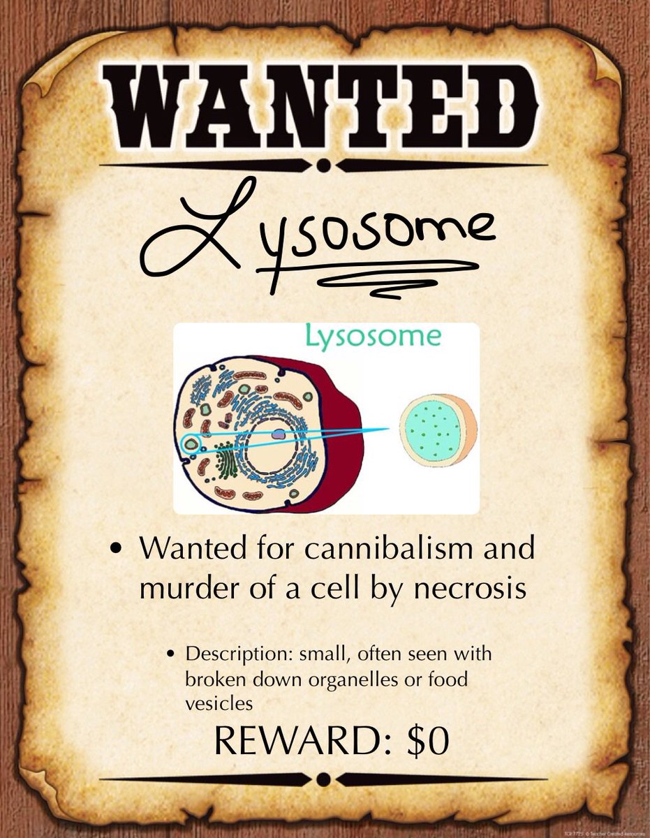 MembraneGotGame's tweet photo. There's a new sheriff in town, and his name is the Cell Membrane. ⭐️⭐️⭐️⭐️⭐️ https://t.co/7M7aHpvwyM