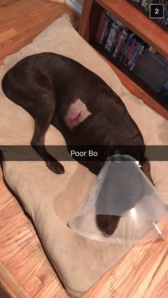 chloemoore02's tweet photo. BoBo got into a fight with a barbed wire fence; the fence won and now Bo is wearing the cone of shame. bless his heart. ๐ค๐ถ#prayersforBoBo https://t.co/W7aR20mqgs