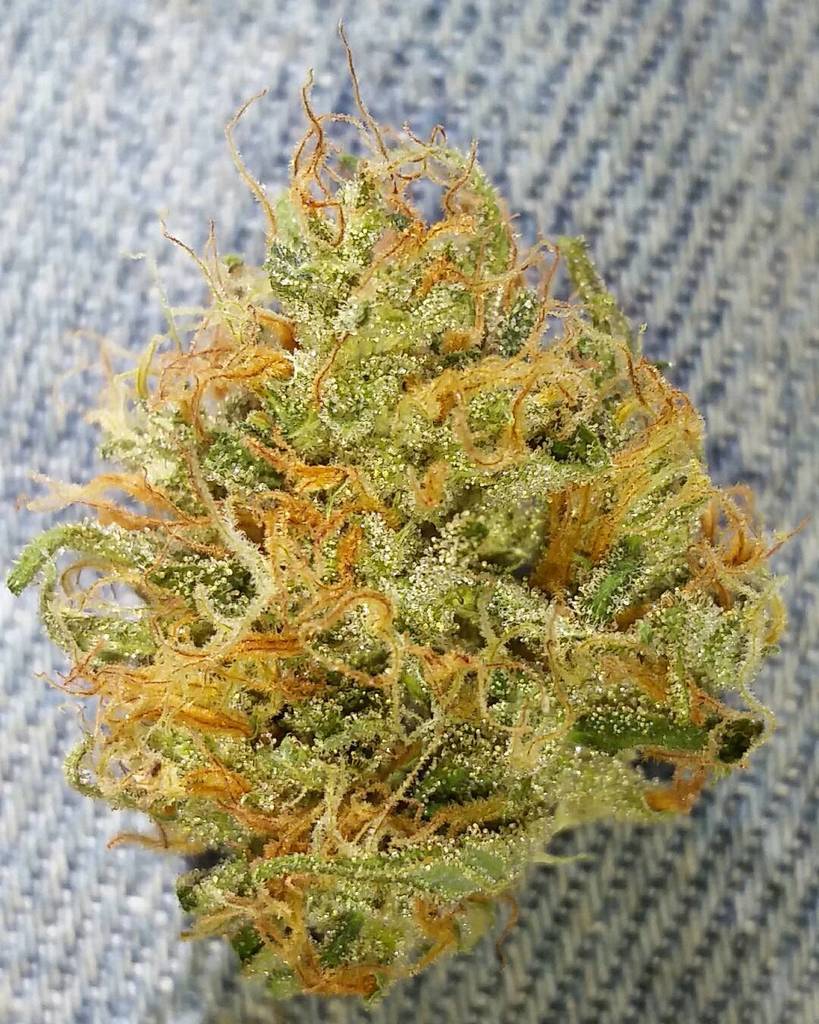 DukeofErb's tweet photo. #pineapplemysterytour number 6
#pineapplethai x unknown male
#dukeoferbseeds #organic #sungrown #seedgrown
#cann⦠https://t.co/up6FFe5Uqe
