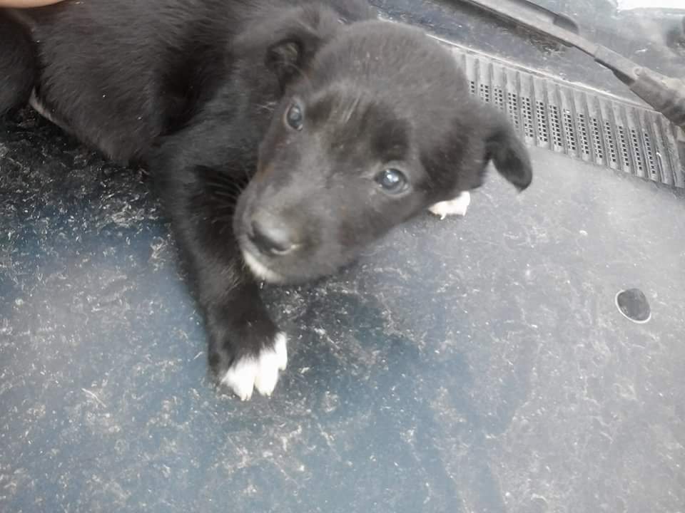 AnimalParaiso's tweet photo. Lindos cachorros en adopción en la ciudad de Viña del Mar. Interesados comunicarse al fono📱978954433. https://t.co/nsAPB1N0bK