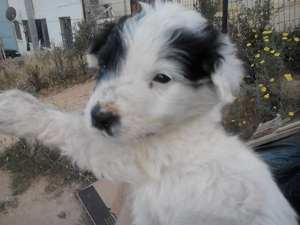 AnimalParaiso's tweet photo. Lindos cachorros en adopción en la ciudad de Viña del Mar. Interesados comunicarse al fono📱978954433. https://t.co/nsAPB1N0bK