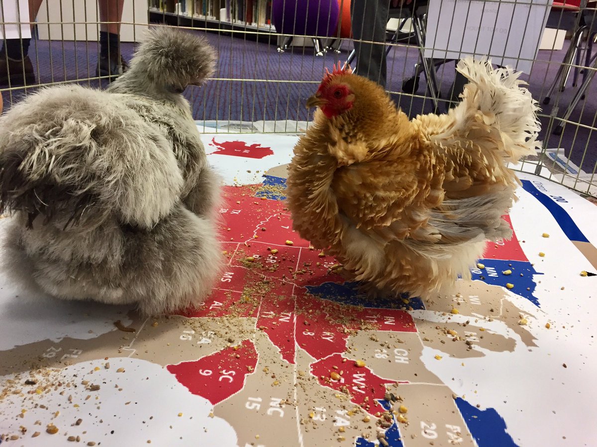 wordupstcaths's tweet photo. Bantam chooks battle it out in the RC! Who will claim the most states? Calpurnia for Clinton or Desdemona for Trump? #USElection https://t.co/it1caaMgwj