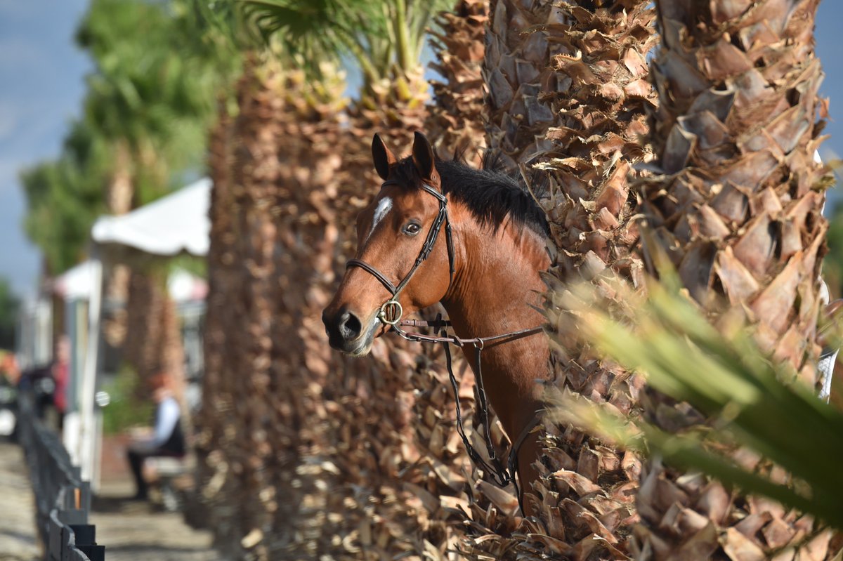 GloriousAllianc's tweet photo. Come  #JumpCalifornia #EquineHour #HorseHour #HITSshows  @palmspringslife https://t.co/LgvKB8Ji5m https://t.co/at6OdGLKMz