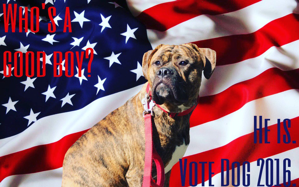 cambrochill5's tweet photo. With the elections tomorrow, make sure you make the right choice for America #Pup2016 https://t.co/O3KAqJfn31