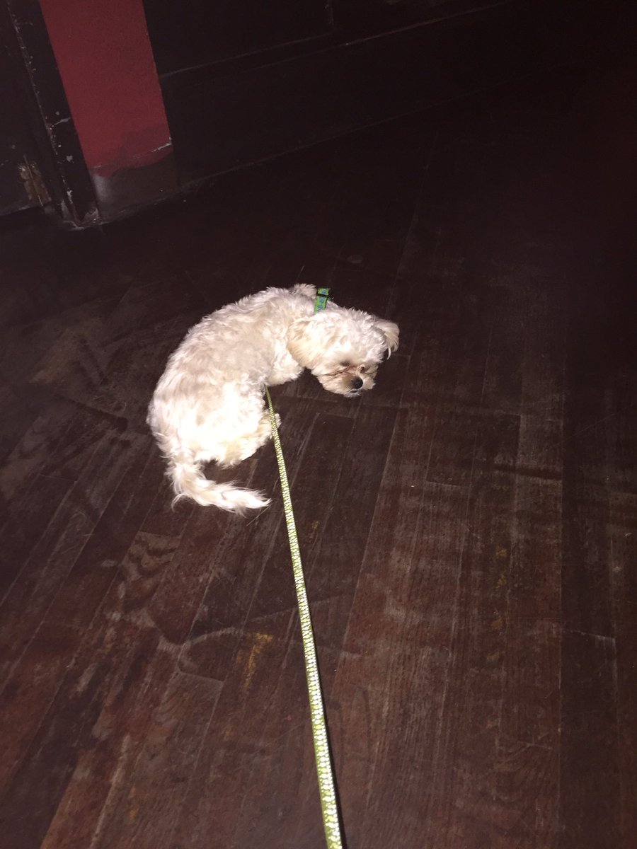 KitRivers's tweet photo. @ElboRoomLive Tuckered out early at #thebuzzedspellingbee https://t.co/33uJD4hpbv
