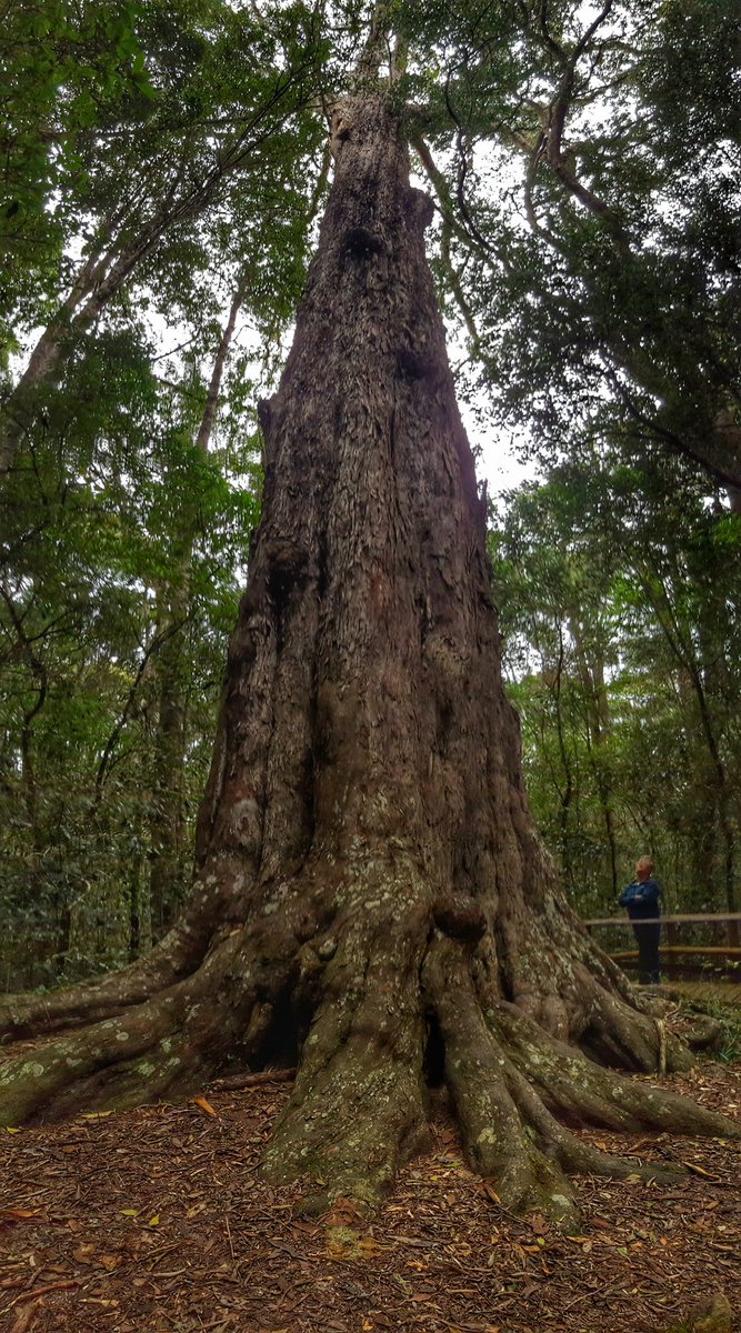 ExploreKnysna's tweet photo. Read more about the timber in #Knynsa
https://t.co/HxU77NxRxz. Build up to the @KnysnaTimber festival @GoToSouthAfrica #wowsouthafrica https://t.co/ROIM87WUKh