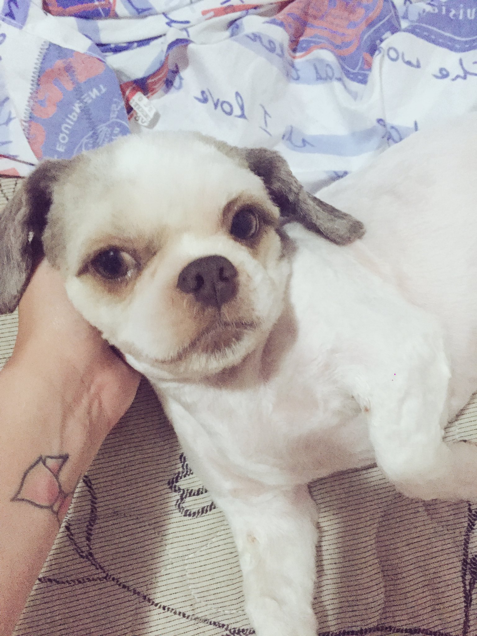 Jaiane Lima on Twitter " japppaaaa Kkkkkk olhei P minha cachorra agora