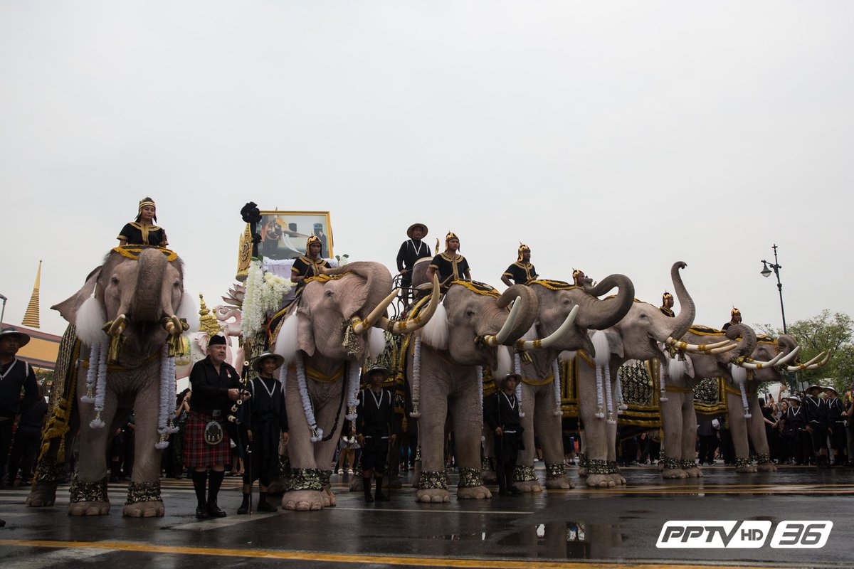 Bussarin_Belle's tweet photo. ช้าง 11 เชือก จาก มูลนิธิพระคชบาล ร่วมถวายอาลัยแด่ พระบาทสมเด็จพระปรมินทรมหาภูมิพลอดุลยเดช

ภาพโดย... @soulfar  #PPTVPHOTO #PPTVHD36 https://t.co/jHHTiYcr8D