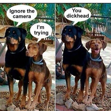 SavastanoPina's tweet photo. Buongiornoooooooo😂😂😂😂😂😂😂😂😂😂😂😂😂😂😂😂😂 https://t.co/BfkwRl3hML