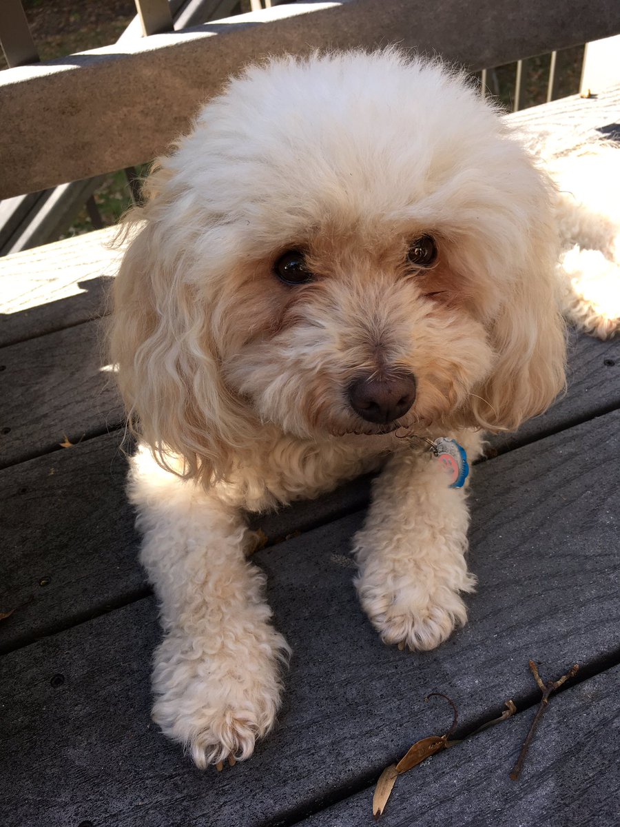 givemelibby's tweet photo. Be sure to vote tomorrow! Riley for DOTUS!!!!!!! #imwithriley ๐บ๐ธ๐บ๐ธ๐บ๐ธ๐บ๐ธ๐บ๐ธ https://t.co/lUkauJ2RyF
