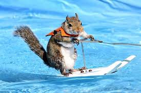 Kalus_Zwig's tweet photo. Kicking it off we have a squirrel!
Nut up or Shut up
#Squirrel2016
Credit to @SniffShady https://t.co/y9idnAOVxo