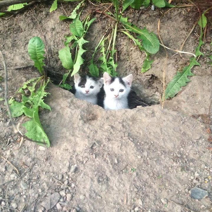 octo1027__'s tweet image. ถ้ำแมว โคตรน่ารักกกกก