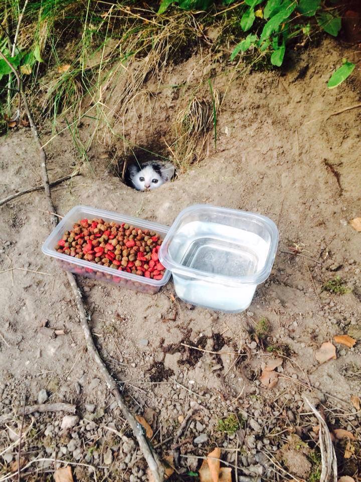 octo1027__'s tweet image. ถ้ำแมว โคตรน่ารักกกกก