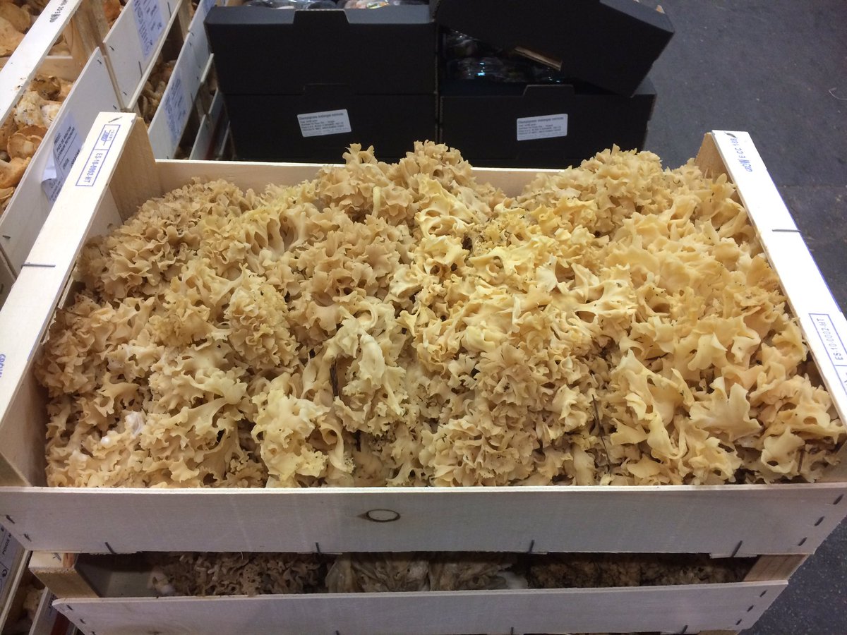 Blampin Fruits tweet media