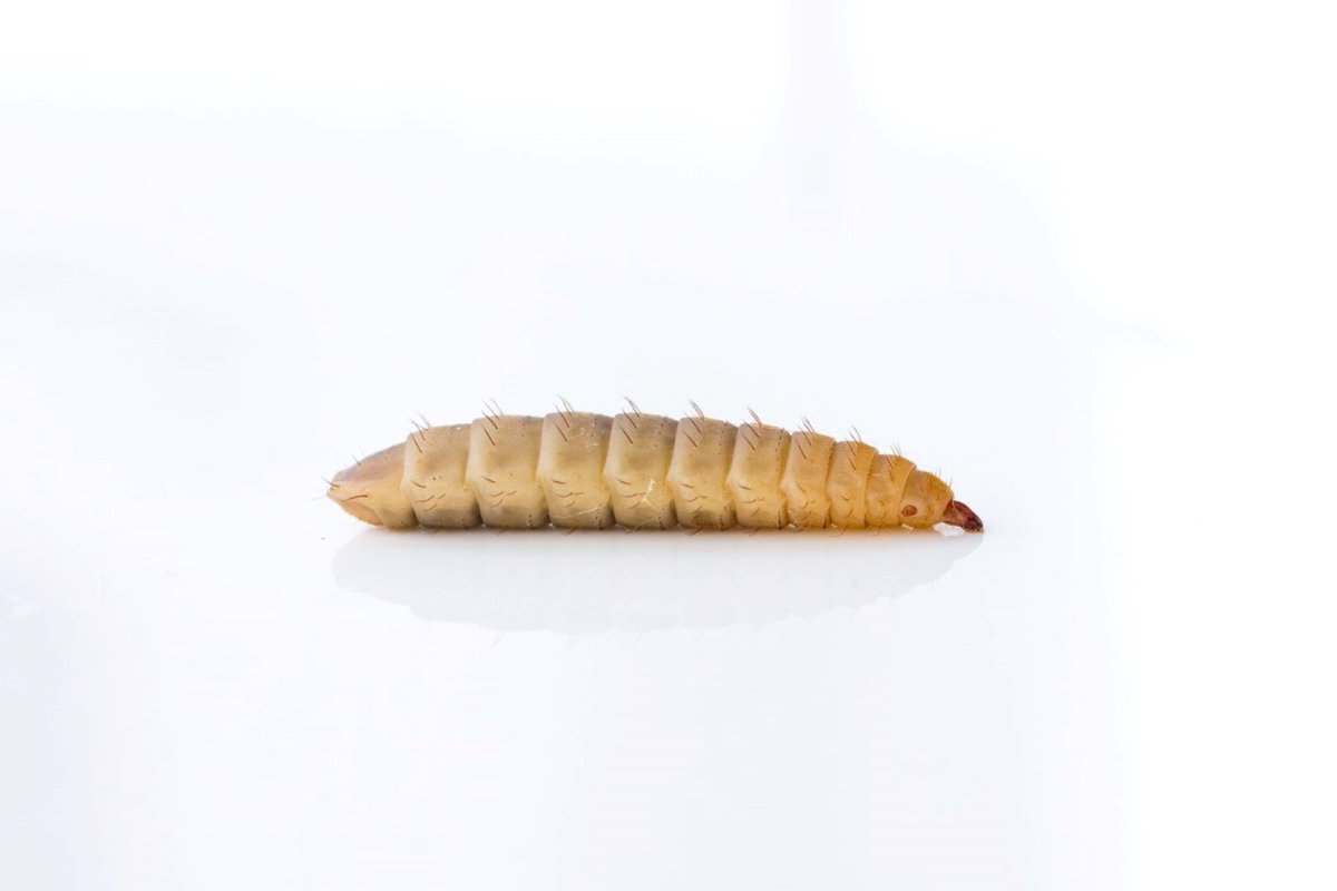 ViurInsects's tweet photo. Víur has closed its research facility and wound down its operations.
https://t.co/pkCxwAOt4z https://t.co/wqdlHvUzvD