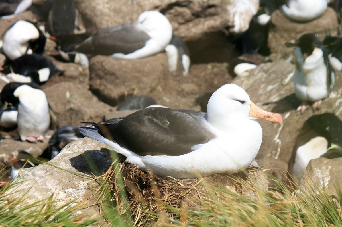 LLydsmo's tweet photo. Happy #TussacTuesday albatrosses nesting on tussac https://t.co/X307pdvE6d