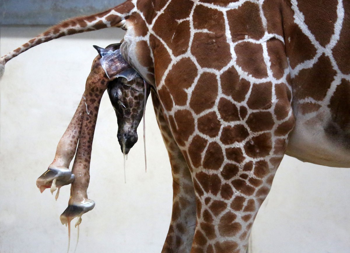 Girafje geboren in Artis. De fotograaf was er op tijd bij zullen we maar zeggen.