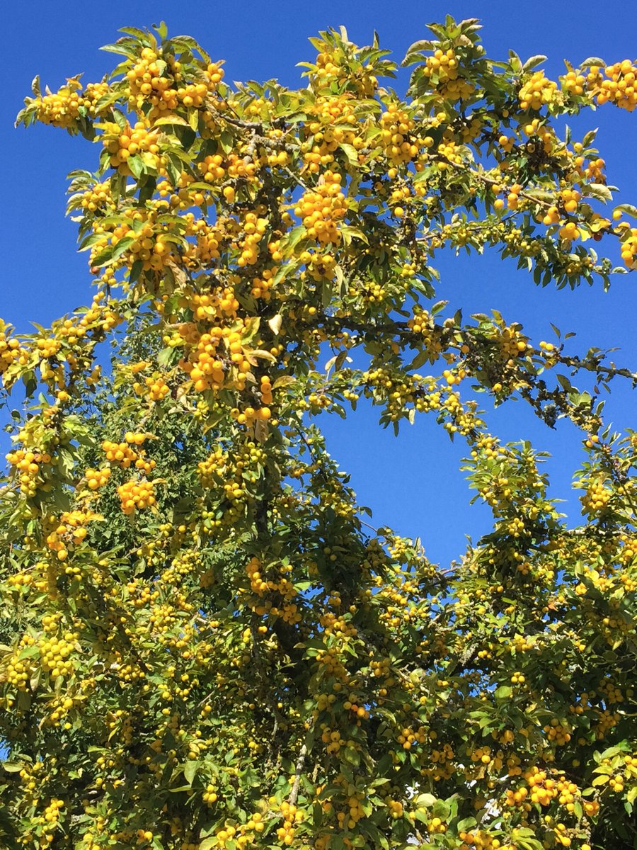 Paul Thomas Flowers tweet media