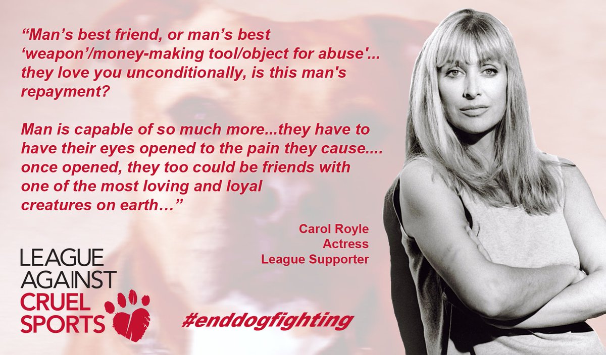 LeagueACS's tweet photo. Thank you @carolroyale2 Today, parliament will be debating animal cruelty sentencing. Sign to #enddogfighting https://t.co/cL7NicsKzo https://t.co/peMt4CROnu