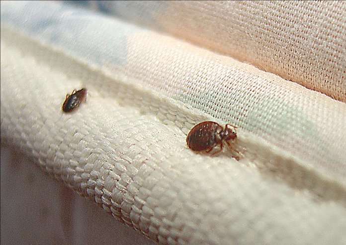 Want To Get Rid Of #bedBugs ? Don’t Follow These 9 Practices!