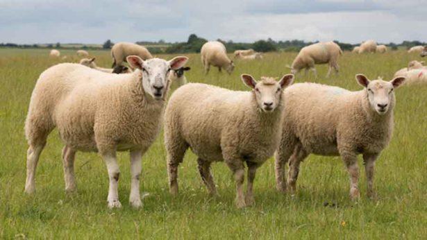 Farmers Weekly tweet media