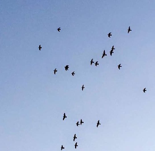 يآبختك ياطير كل ماضاقت عليك الأرض خليتها..