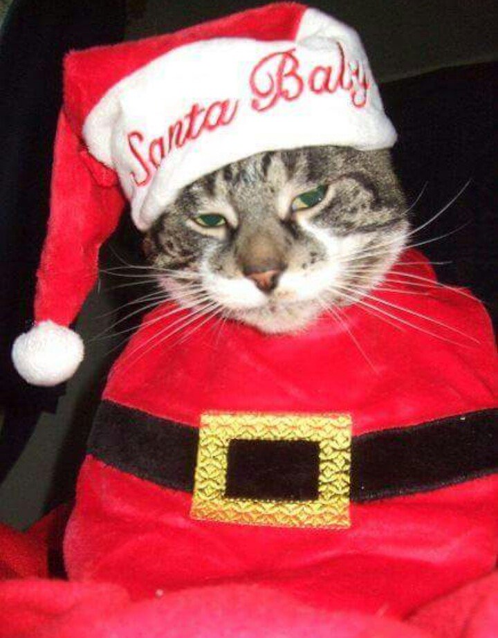 Naddie1970's tweet photo. Look out kitties, Stiltz is getting ready for the #cutestcatmate this #christmas2016 .   @Catmateproducts https://t.co/rOHFTbIaof