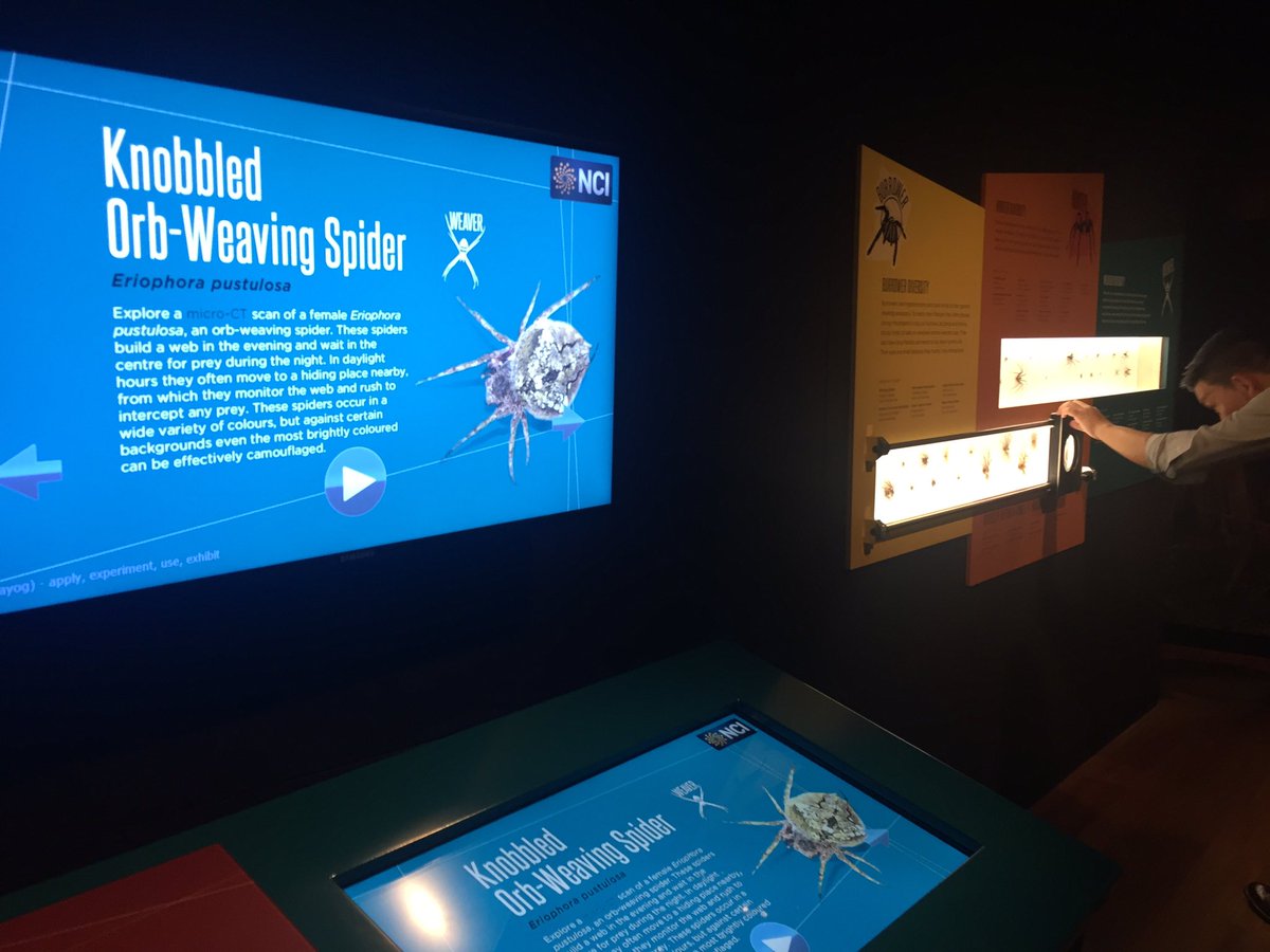angelaryall02's tweet photo. Exploring the spiders exhibition @austmus #TMSciTech https://t.co/QfBh0rBJuC