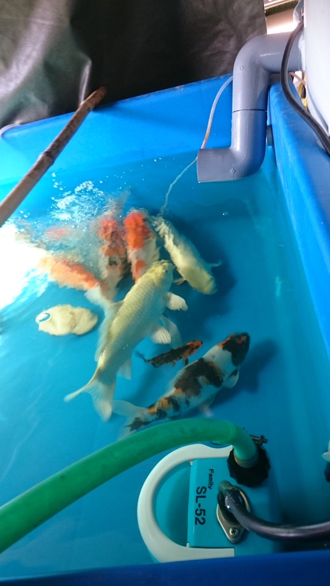 錦鯉と亀 Jckrihyfcb0rb6y Twitter