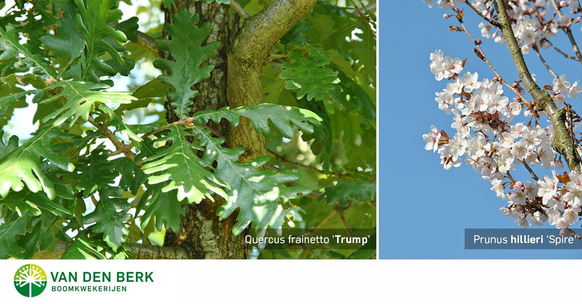 #ElectionDay. Will it be the Quercus frainetto 'Trump' or the Prunus hillieri  'Spire';)