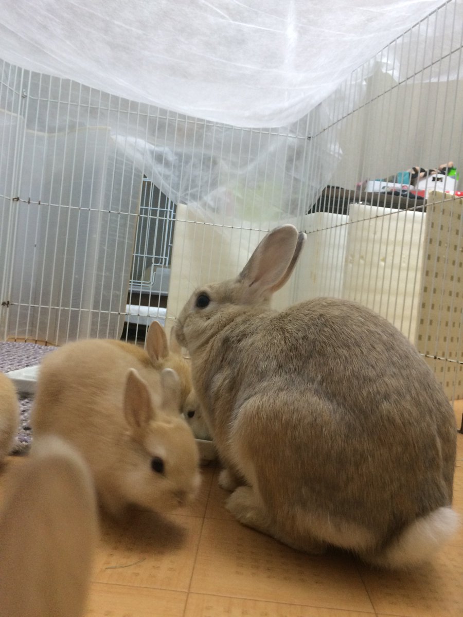 なまけうさぎ サークルで遊んでもらう時は 上に農業用の防虫不織布を張っています スウかあさんの脱走防止策です うさぎ 生後4週間 10月6日生