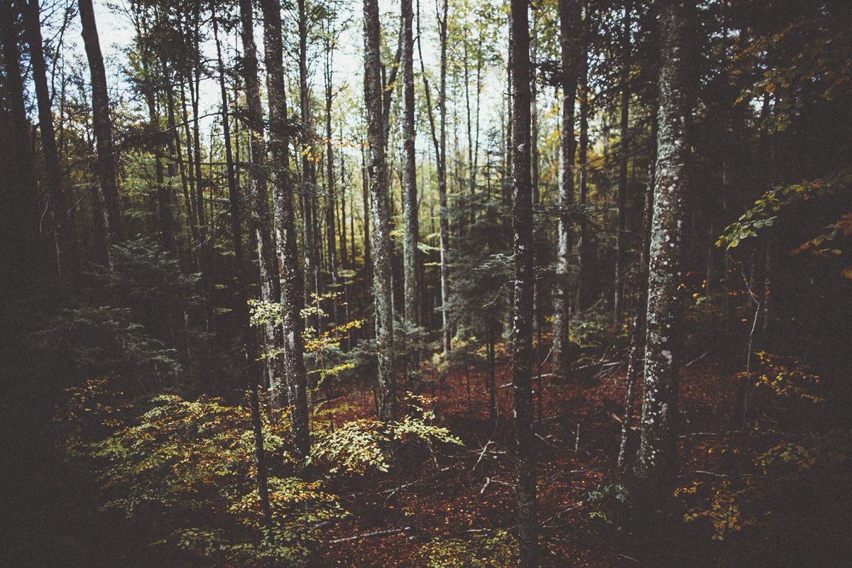 Exuberant_Bloom's tweet image. 