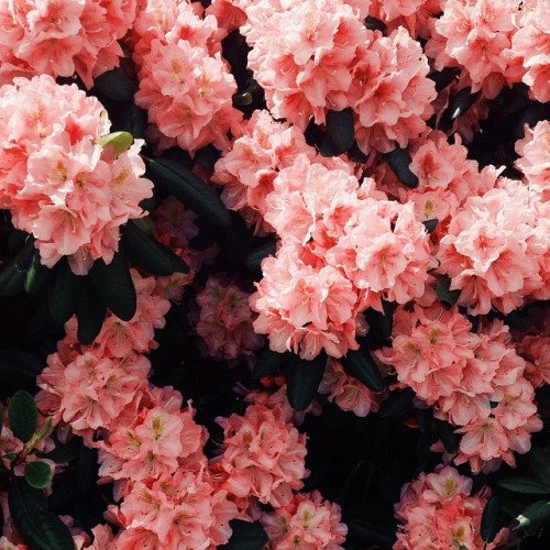 Exuberant_Bloom's tweet image. 