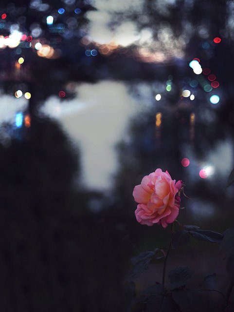 Exuberant_Bloom's tweet image. 