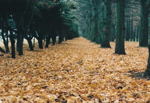 Exuberant_Bloom's tweet image. 