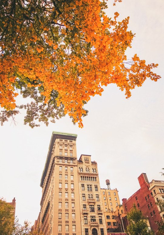 Exuberant_Bloom's tweet image. 