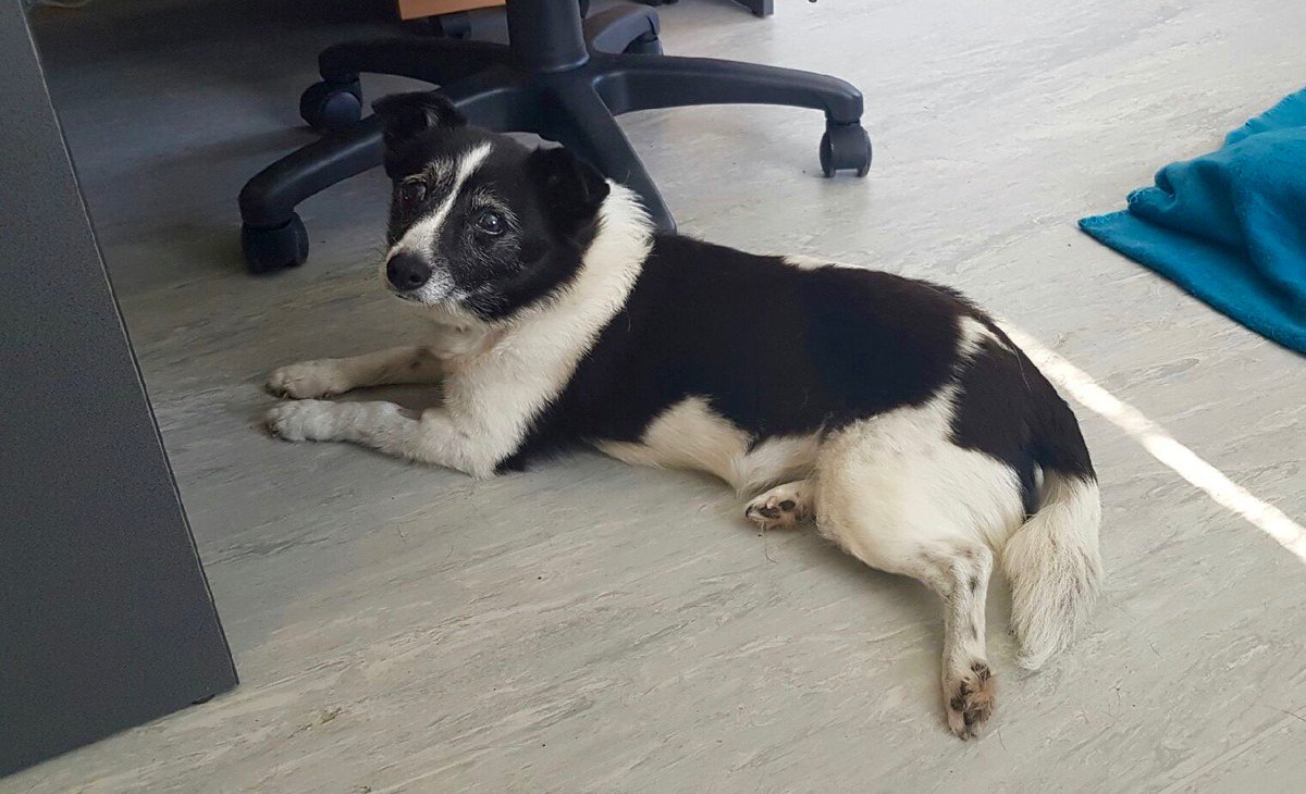 Dogs' Refuge Home tweet media